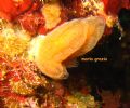 Aplidium tabarquensis